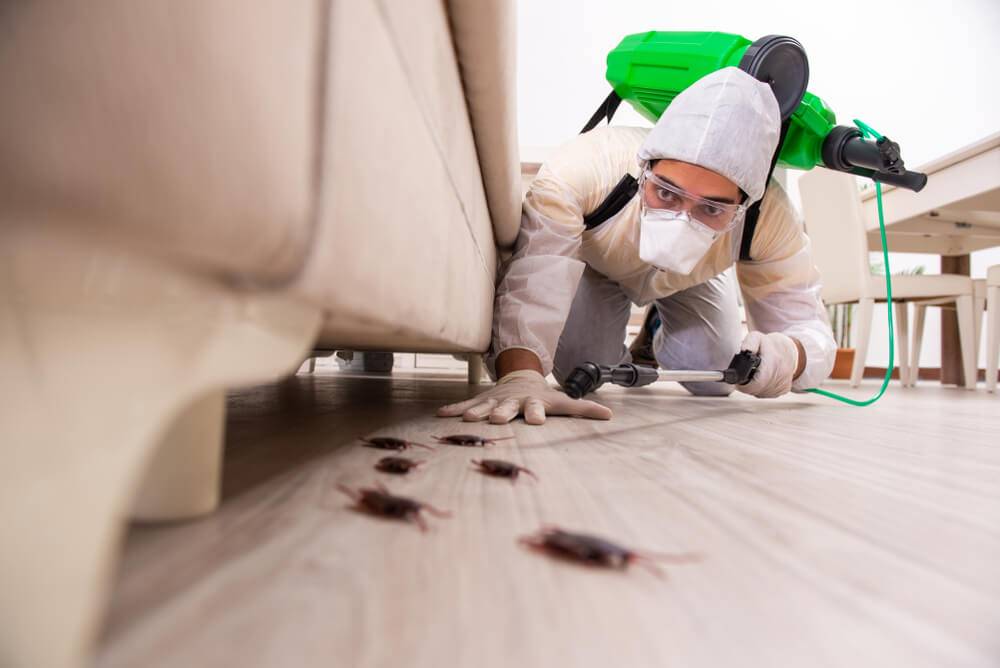 Pest Control Services for Homes and Businesses