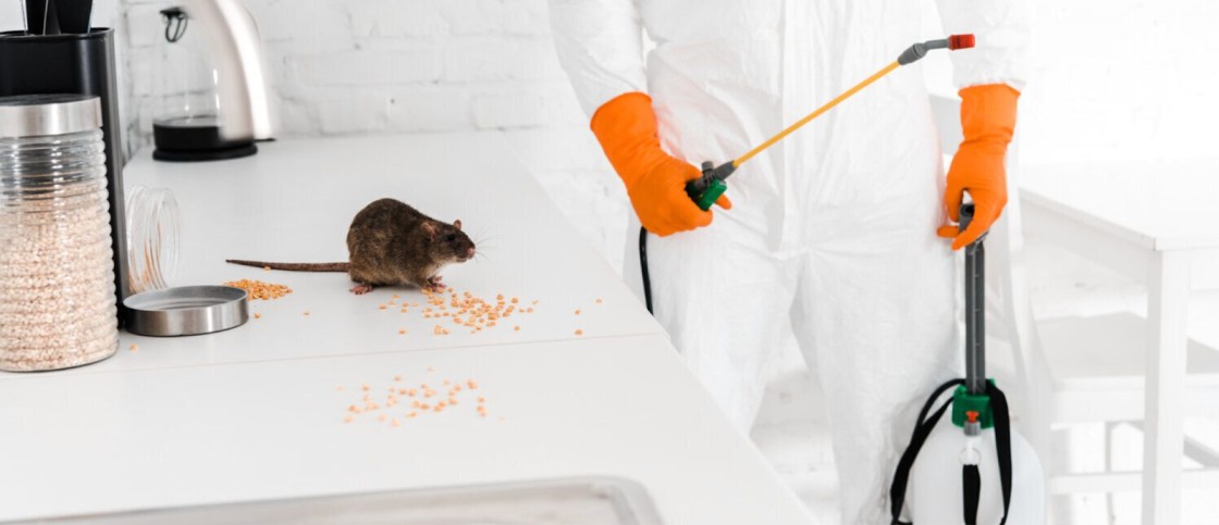 Rats are carriers of harmful germs and diseases