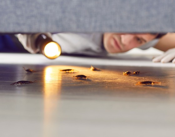 Regular pest control services help maintain your property and belongings