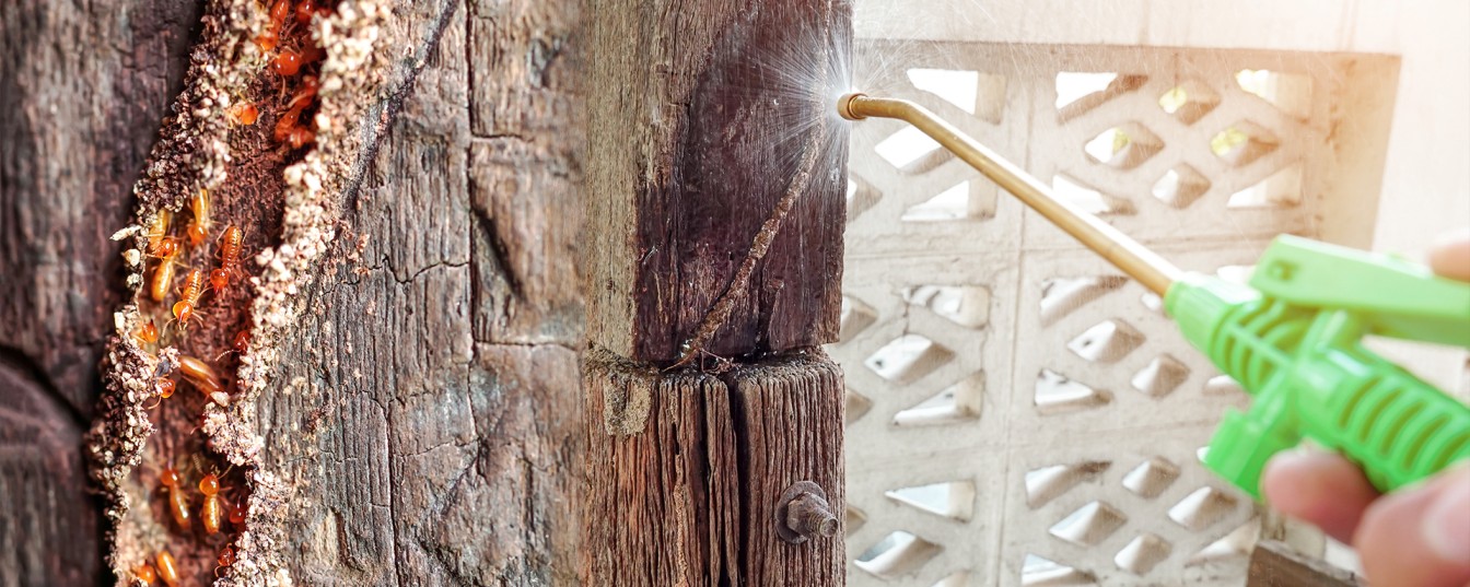 Termite control services protect your property against infestations